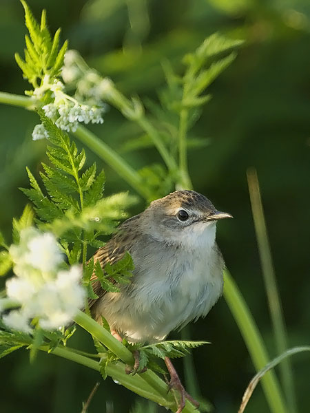 Pensassirkkalintu, Common Grasshopper Warbler, Locustella naevia